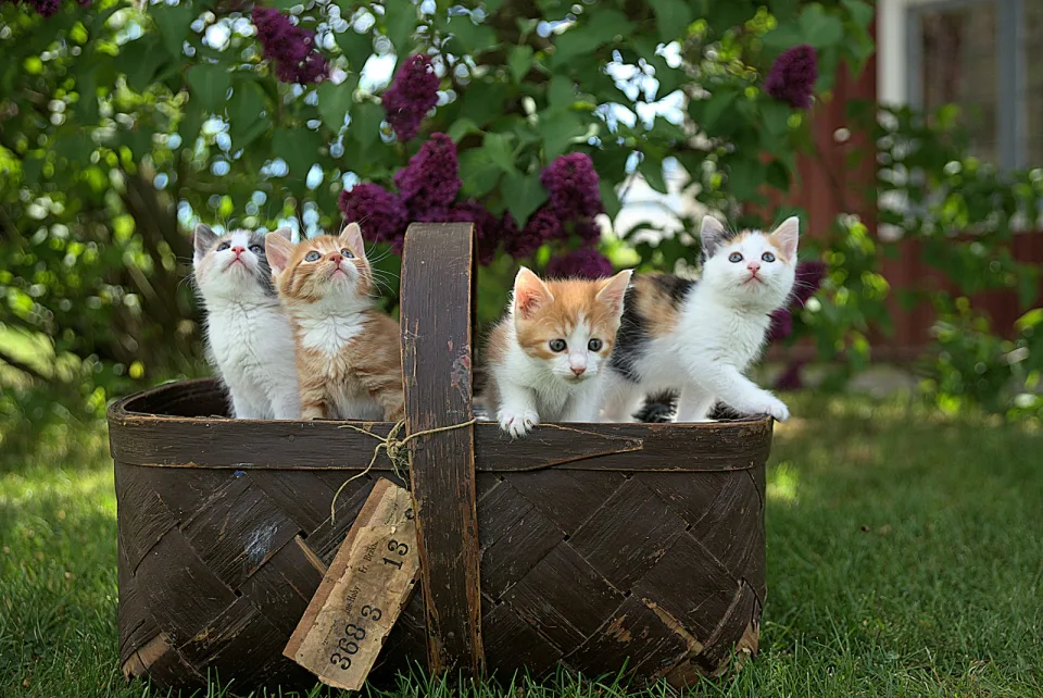 Котятам нужно много играть: так они учатся охотиться и тратят энергию
