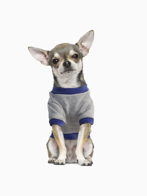 Толстовка Disney Mickey College, размер S (длина спины 25см)