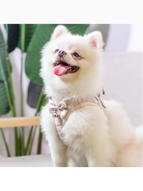 Комплект шлейка и поводок «Якорь» размер XS (обхват груди 31-34 см) бежевый