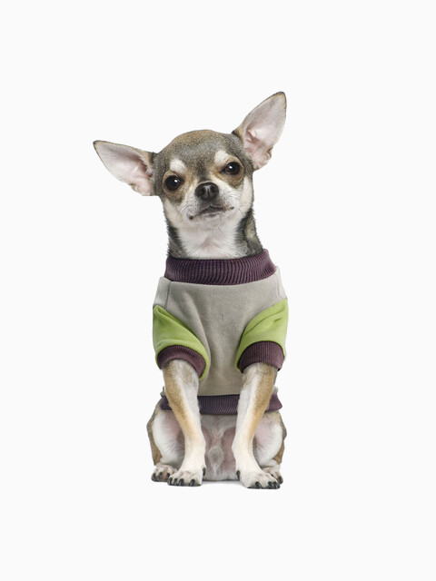 Толстовка Disney Pluto College, размер L (длина спины 35см)