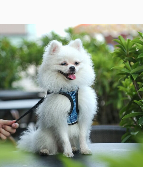 Комплект шлейка и поводок сетчатый размер XS (обхват груди 26-30 см) синий