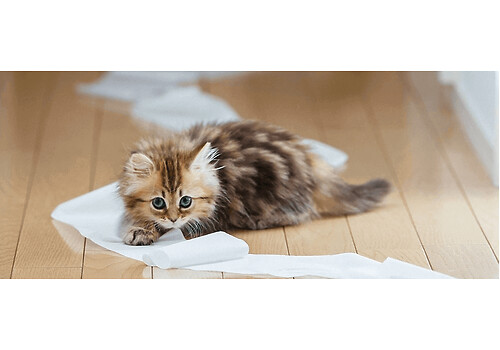 Как помочь котёнку адаптироваться в новом доме?