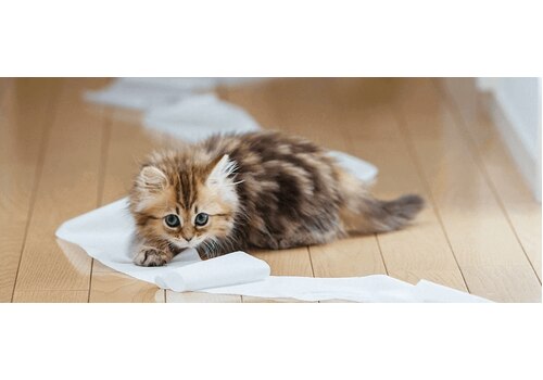 Как помочь котёнку адаптироваться в новом доме?